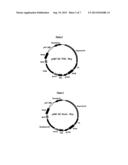 EXPRESSION VECTOR FOR HIGH LEVEL EXPRESSION OF RECOMBINANT PROTEINS diagram and image