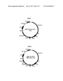 EXPRESSION VECTOR FOR HIGH LEVEL EXPRESSION OF RECOMBINANT PROTEINS diagram and image