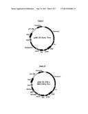 EXPRESSION VECTOR FOR HIGH LEVEL EXPRESSION OF RECOMBINANT PROTEINS diagram and image