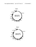 EXPRESSION VECTOR FOR HIGH LEVEL EXPRESSION OF RECOMBINANT PROTEINS diagram and image