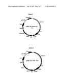 EXPRESSION VECTOR FOR HIGH LEVEL EXPRESSION OF RECOMBINANT PROTEINS diagram and image