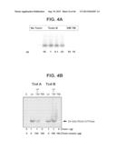 COMPOSITIONS RELATING TO A MUTANT CLOSTRIDIUM DIFFICILE TOXIN AND METHODS     THEREOF diagram and image