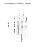 COMPOSITIONS RELATING TO A MUTANT CLOSTRIDIUM DIFFICILE TOXIN AND METHODS     THEREOF diagram and image