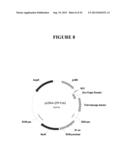 TAREGTED INTEGRATION AND EXPRESSION OF EXOGENOUS NUCLEIC ACID SEQUENCES diagram and image