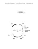 TAREGTED INTEGRATION AND EXPRESSION OF EXOGENOUS NUCLEIC ACID SEQUENCES diagram and image