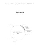 TAREGTED INTEGRATION AND EXPRESSION OF EXOGENOUS NUCLEIC ACID SEQUENCES diagram and image