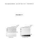 TAREGTED INTEGRATION AND EXPRESSION OF EXOGENOUS NUCLEIC ACID SEQUENCES diagram and image