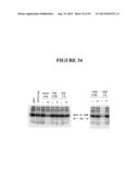 TAREGTED INTEGRATION AND EXPRESSION OF EXOGENOUS NUCLEIC ACID SEQUENCES diagram and image