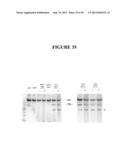 TAREGTED INTEGRATION AND EXPRESSION OF EXOGENOUS NUCLEIC ACID SEQUENCES diagram and image