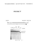 TAREGTED INTEGRATION AND EXPRESSION OF EXOGENOUS NUCLEIC ACID SEQUENCES diagram and image