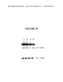 TAREGTED INTEGRATION AND EXPRESSION OF EXOGENOUS NUCLEIC ACID SEQUENCES diagram and image