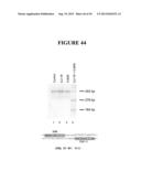 TAREGTED INTEGRATION AND EXPRESSION OF EXOGENOUS NUCLEIC ACID SEQUENCES diagram and image