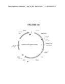 TAREGTED INTEGRATION AND EXPRESSION OF EXOGENOUS NUCLEIC ACID SEQUENCES diagram and image