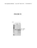 TAREGTED INTEGRATION AND EXPRESSION OF EXOGENOUS NUCLEIC ACID SEQUENCES diagram and image