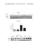 ANTAGONAT COMPOSITIONS AND METHODS OF USE diagram and image