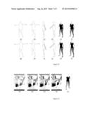 PARAMETERIZED MODEL OF 2D ARTICULATED HUMAN SHAPE diagram and image