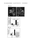 USE OF OSTEOPROTEGERIN (OPG) TO INCREASE HUMAN PANCREATIC BETA CELL     SURVIVAL AND PROLIFERATION diagram and image