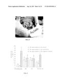 Modified Starch Material of Biocompatible Hemostasis diagram and image