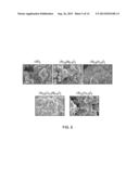 METAL-DOPED NICKEL OXIDE ACTIVE MATERIALS diagram and image