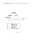 SOYBEAN EVENT 3560.4.3.5 AND COMPOSITIONS AND METHODS FOR THE     IDENTIFICATION AND/OR DETECTION THEREOF diagram and image