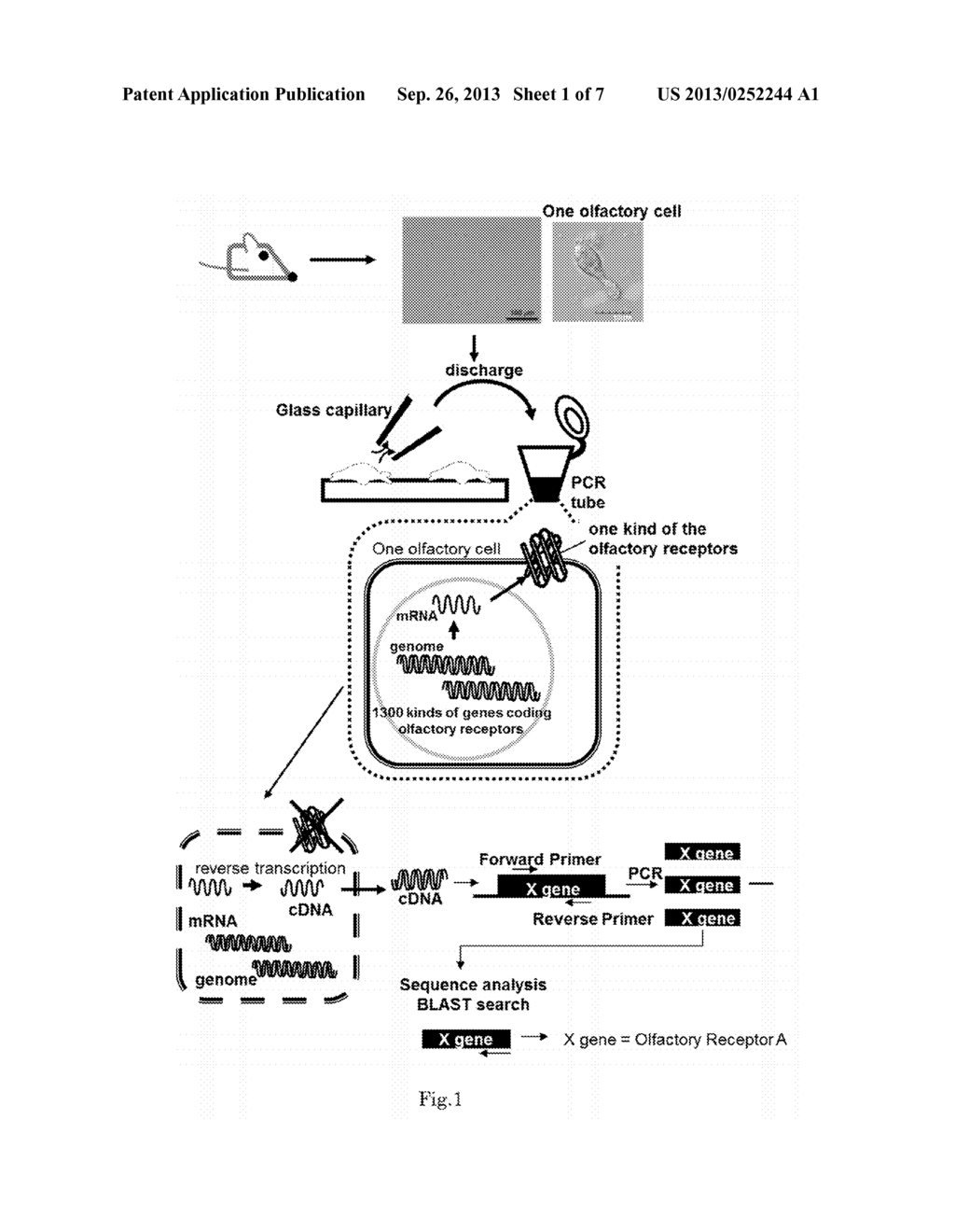 METHOD FOR IDENTIFYING OLFACTORY RECEPTOR INCLUDED IN ONE OLFACTORY CELL - diagram, schematic, and image 02