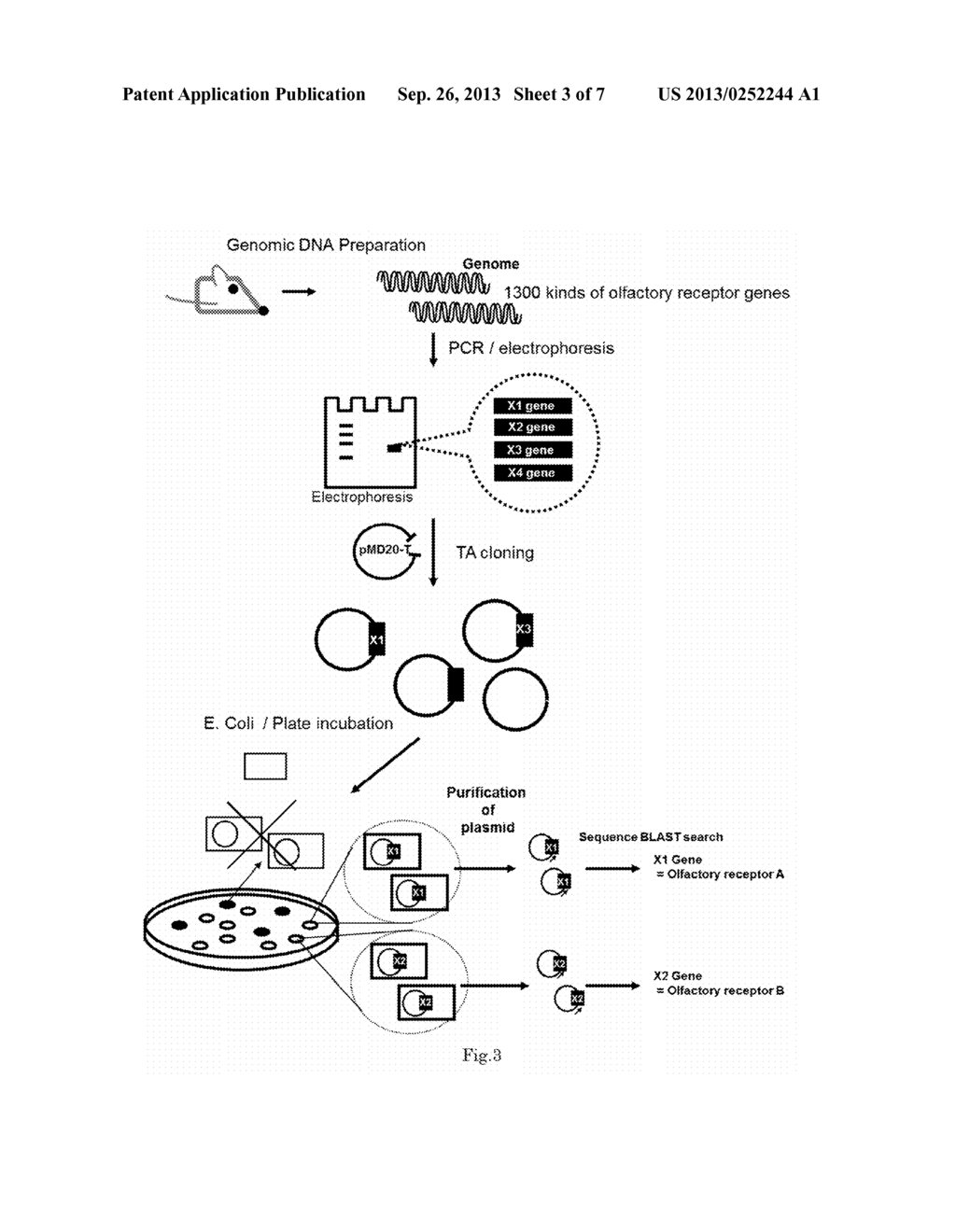 METHOD FOR IDENTIFYING OLFACTORY RECEPTOR INCLUDED IN ONE OLFACTORY CELL - diagram, schematic, and image 04