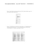 THREE-DIMENSIONAL STRUCTURE OF ISOPRENE SYNTHASE AND ITS USE THEREOF FOR     GENERATING VARIANTS diagram and image