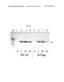 MUTANT POLYMERASES WITH FAST ELONGATING ACTIVITY diagram and image