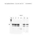 MUTANT POLYMERASES WITH FAST ELONGATING ACTIVITY diagram and image