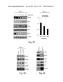 TARGETING MTOR SUBSTRATES IN TREATING PROLIFERATIVE DISEASES diagram and image