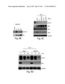 TARGETING MTOR SUBSTRATES IN TREATING PROLIFERATIVE DISEASES diagram and image