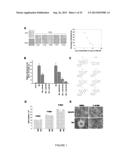 ACTIVATING PHOSPHORYLATION SITE ON GLUTAMINASE C diagram and image