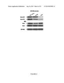 ACTIVATING PHOSPHORYLATION SITE ON GLUTAMINASE C diagram and image