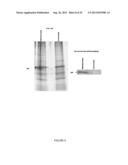 ACTIVATING PHOSPHORYLATION SITE ON GLUTAMINASE C diagram and image