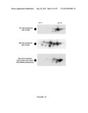 ACTIVATING PHOSPHORYLATION SITE ON GLUTAMINASE C diagram and image