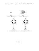 ACTIVATING PHOSPHORYLATION SITE ON GLUTAMINASE C diagram and image