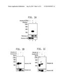 AURORA  A KINASE EFFECTORS diagram and image