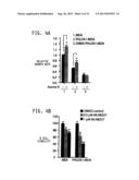 AURORA  A KINASE EFFECTORS diagram and image