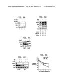 AURORA  A KINASE EFFECTORS diagram and image