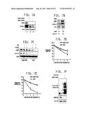 AURORA  A KINASE EFFECTORS diagram and image