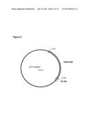 POLYMERS OF ISROPENE FROM RENEWABLE RESOURCES diagram and image