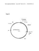 POLYMERS OF ISROPENE FROM RENEWABLE RESOURCES diagram and image