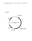 POLYMERS OF ISROPENE FROM RENEWABLE RESOURCES diagram and image