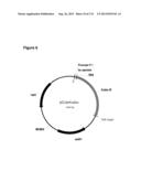 POLYMERS OF ISROPENE FROM RENEWABLE RESOURCES diagram and image