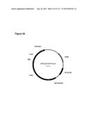 POLYMERS OF ISROPENE FROM RENEWABLE RESOURCES diagram and image