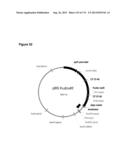 POLYMERS OF ISROPENE FROM RENEWABLE RESOURCES diagram and image