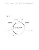 POLYMERS OF ISROPENE FROM RENEWABLE RESOURCES diagram and image