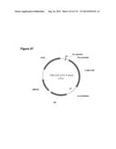 POLYMERS OF ISROPENE FROM RENEWABLE RESOURCES diagram and image