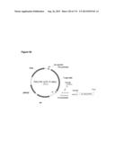 POLYMERS OF ISROPENE FROM RENEWABLE RESOURCES diagram and image