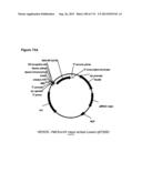 POLYMERS OF ISROPENE FROM RENEWABLE RESOURCES diagram and image